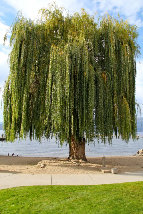 kelownatree