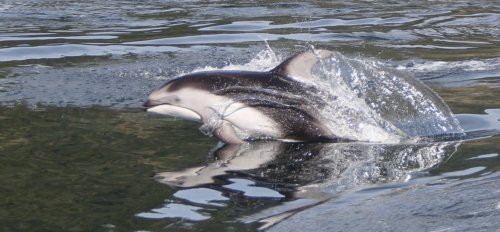 whitesidedreflection